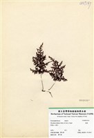 藏品(蕗蕨)的圖片